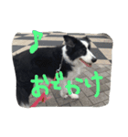 ボーダーコリーのルー（個別スタンプ：7）