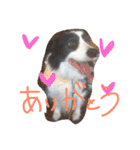 ボーダーコリーのルー（個別スタンプ：9）