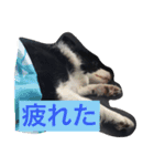 ボーダーコリーのルー（個別スタンプ：12）