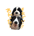 ボーダーコリーのルー（個別スタンプ：15）