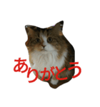 Mysteriouscat（個別スタンプ：1）