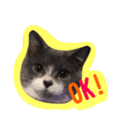 neko no nichijo（個別スタンプ：1）