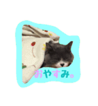 neko no nichijo（個別スタンプ：2）