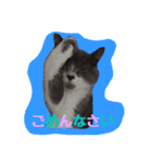 neko no nichijo（個別スタンプ：3）