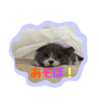 neko no nichijo（個別スタンプ：4）