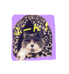 neko no nichijo（個別スタンプ：6）