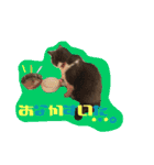 neko no nichijo（個別スタンプ：8）