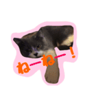neko no nichijo（個別スタンプ：11）