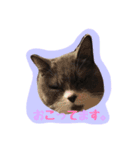 neko no nichijo（個別スタンプ：13）