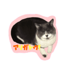 neko no nichijo（個別スタンプ：14）