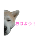 2匹の犬と黒猫と時々違うの。（個別スタンプ：3）