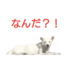 2匹の犬と黒猫と時々違うの。（個別スタンプ：22）