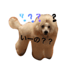 ぷーどる7（個別スタンプ：10）