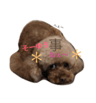 ぷーどる7（個別スタンプ：16）