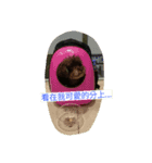 Boom Boom~（個別スタンプ：1）