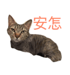 Meatball ＆ Meatfloss（個別スタンプ：1）
