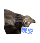 Meatball ＆ Meatfloss（個別スタンプ：2）