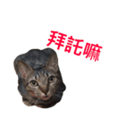 Meatball ＆ Meatfloss（個別スタンプ：4）