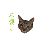 Meatball ＆ Meatfloss（個別スタンプ：6）