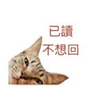 Meatball ＆ Meatfloss（個別スタンプ：10）