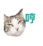 Meatball ＆ Meatfloss（個別スタンプ：11）
