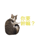 Meatball ＆ Meatfloss（個別スタンプ：13）