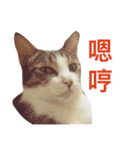 Meatball ＆ Meatfloss（個別スタンプ：14）