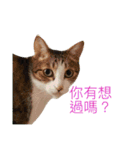 Meatball ＆ Meatfloss（個別スタンプ：17）