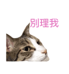 Meatball ＆ Meatfloss（個別スタンプ：18）