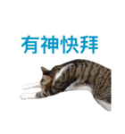 Meatball ＆ Meatfloss（個別スタンプ：20）