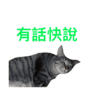 Meatball ＆ Meatfloss（個別スタンプ：23）