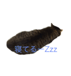 サブローその他猫たち（個別スタンプ：2）