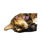 サブローその他猫たち（個別スタンプ：4）
