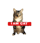 サブローその他猫たち（個別スタンプ：6）