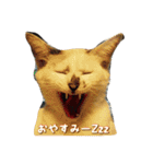 サブローその他猫たち（個別スタンプ：7）