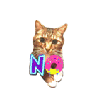 サブローその他猫たち（個別スタンプ：8）