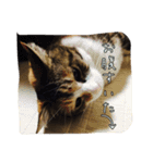 サブローその他猫たち（個別スタンプ：10）