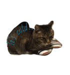 サブローその他猫たち（個別スタンプ：11）
