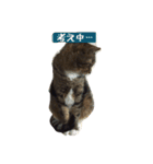 サブローその他猫たち（個別スタンプ：13）