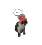 サブローその他猫たち（個別スタンプ：14）