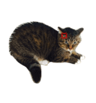 サブローその他猫たち（個別スタンプ：17）
