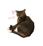 サブローその他猫たち（個別スタンプ：18）