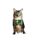 サブローその他猫たち（個別スタンプ：19）