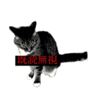 サブローその他猫たち（個別スタンプ：20）