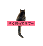 サブローその他猫たち（個別スタンプ：21）