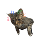 サブローその他猫たち（個別スタンプ：22）