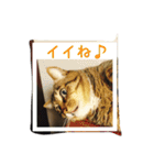 サブローその他猫たち（個別スタンプ：23）