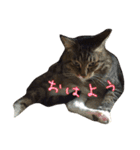 サブローその他猫たち（個別スタンプ：24）