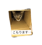 佐藤家の猫（個別スタンプ：1）