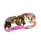 佐藤家の猫（個別スタンプ：4）